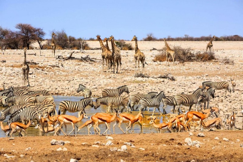 ​Safari i Nabibia: I Etosha samlas m&aring;nga av djuren vid vattenh&aring;llen under torrperioden.