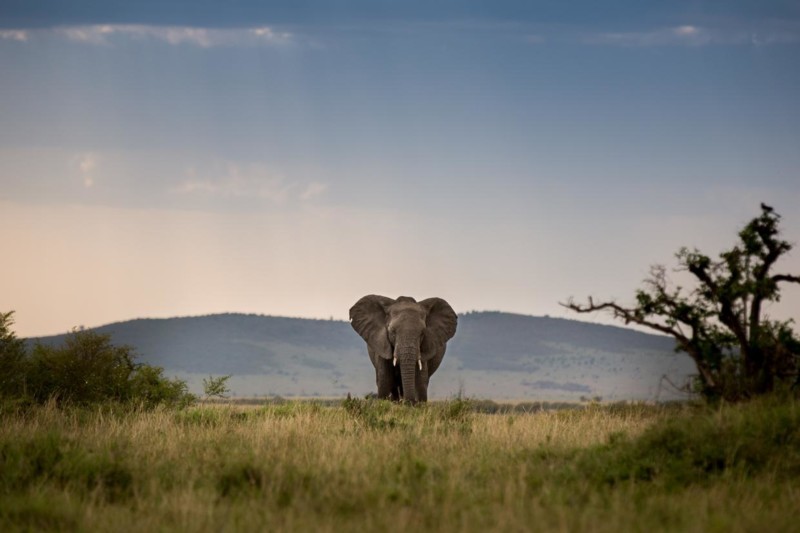Elefant p&aring; savannen. M&aring;nga dr&ouml;mmer om att m&ouml;ta elefanter p&aring; safariresor i Afrika.