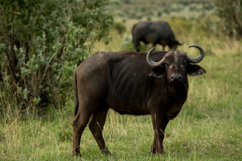 Buffel i Afrika &ndash; kan v&auml;ga 850 kg