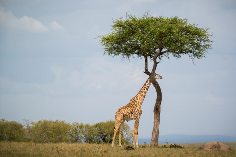 giraff i Tanzania