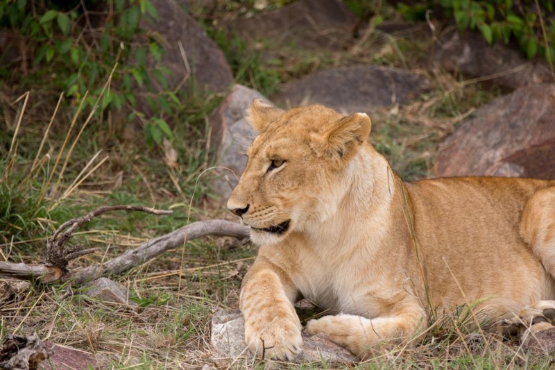 Lejon i afrika ligger och chillar