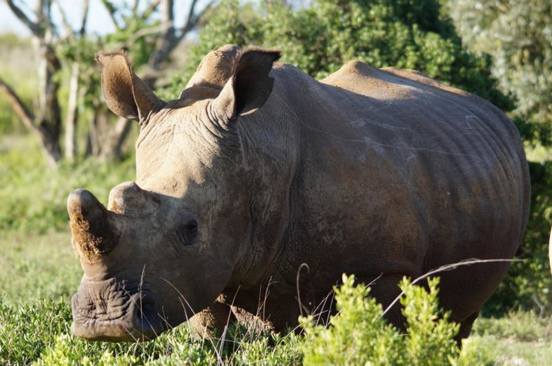 &Aring;terigen &auml;r det dags f&ouml;r en tidig morgon, 05.00 ringer klockan och vi &aring;ker ut p&aring; ett morgonsafari i parken efter en kopp kaffe och muffin.