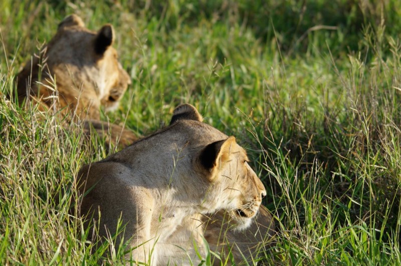 Efter m&ouml;tet med leoparden tog det inte l&aring;ng tid tills vi fick stanna till igen d&aring; vi m&ouml;ttes av lejon som l&aring;g p&aring; v&auml;gen.