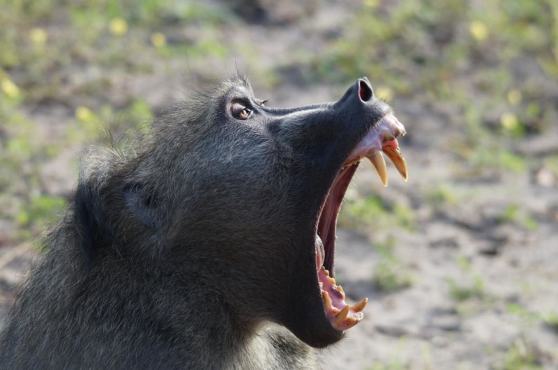 En babian visar upp sina t&auml;nder