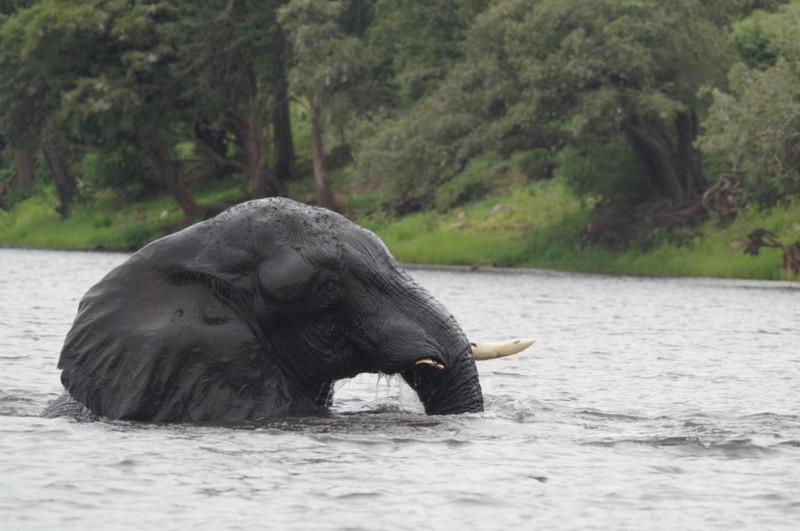 N&auml;ra m&ouml;te med en badande elefant i Zimbabwe