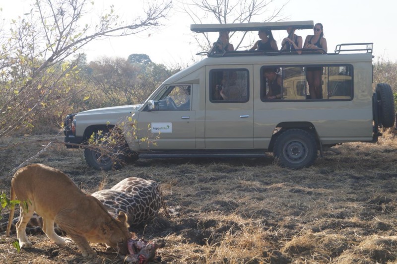 En upplevelse fr&aring;n safarijeepen i Tanzania. Lejon &auml;ter giraff