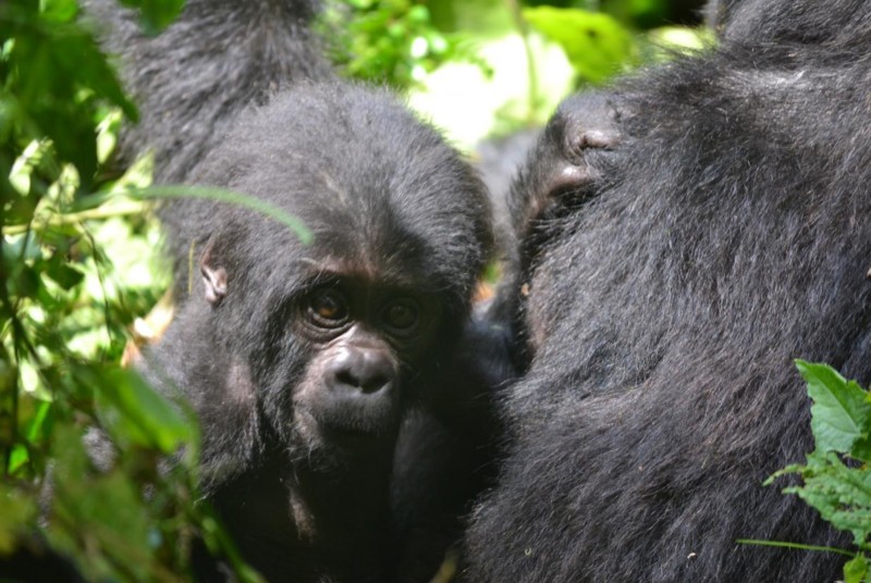 Tv&aring; gorillor i Uganda