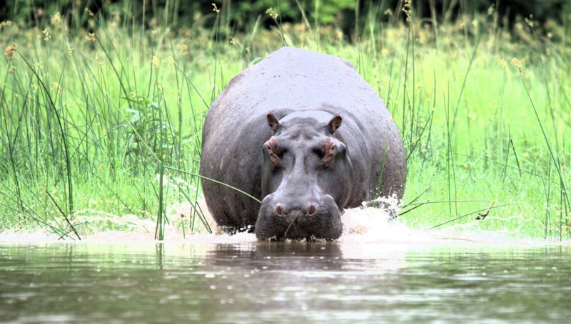Flodh&auml;st som tar ett dopp