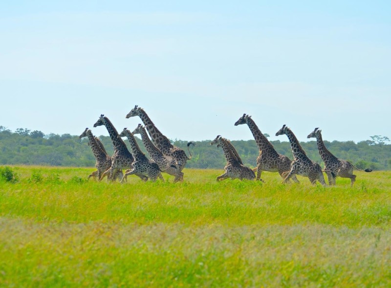Safari med giraffer p&aring; Tanzanias savann