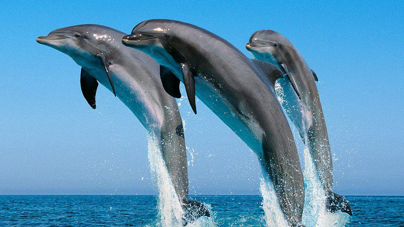 Upplev delfinsafari i Kesine Marine National Park.