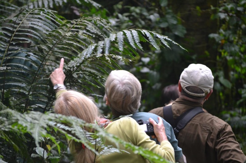 Gorilla Trekking i Uganda