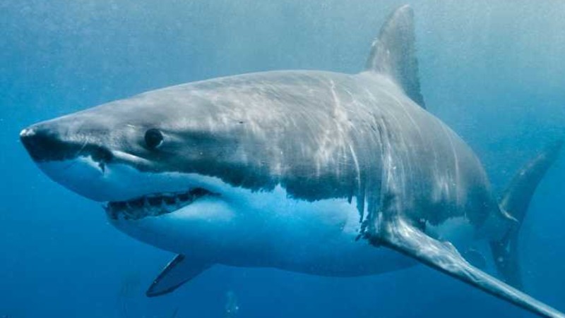 Dyk med hajar l&auml;ngs sydafrikas kust