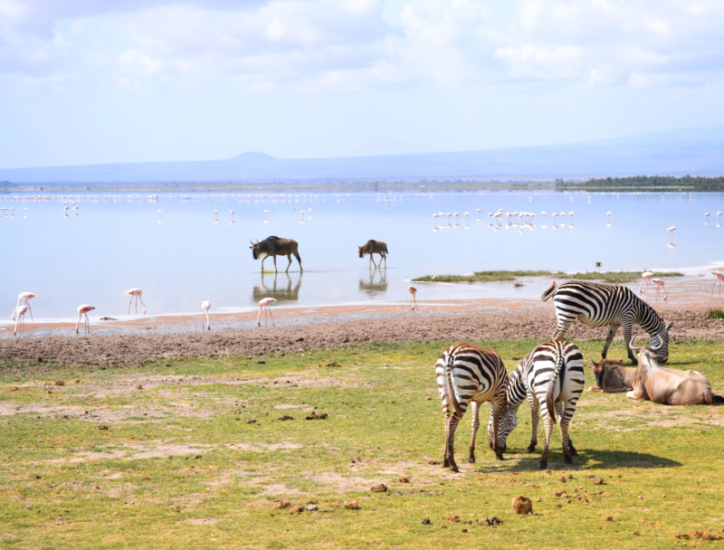 V&auml;lj Kenya eller Tanzania f&ouml;r sm&aring; barn