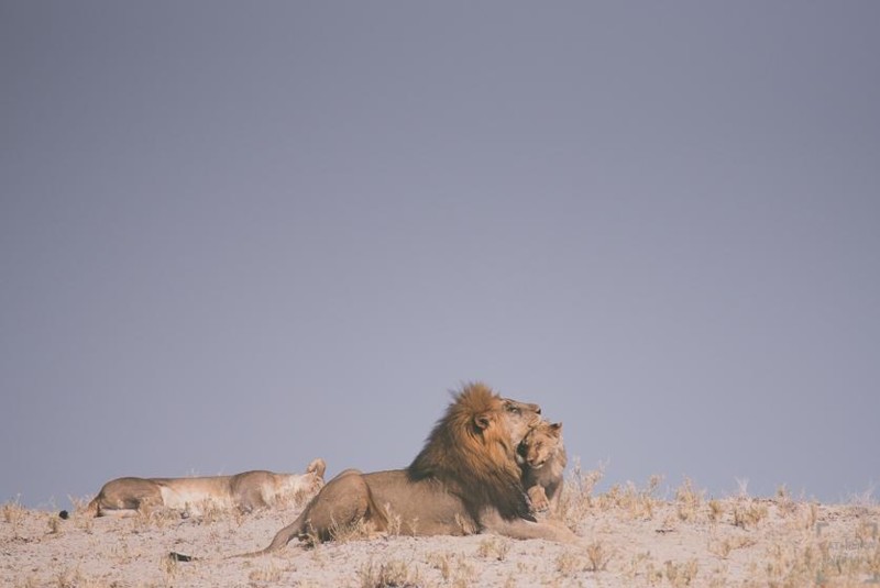 Lejon p&aring; savannen i Afrika