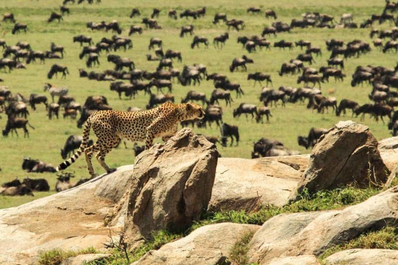 Den stora migrationen i Serengeti