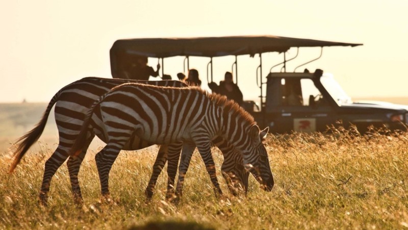 Zebror p&aring; safari.