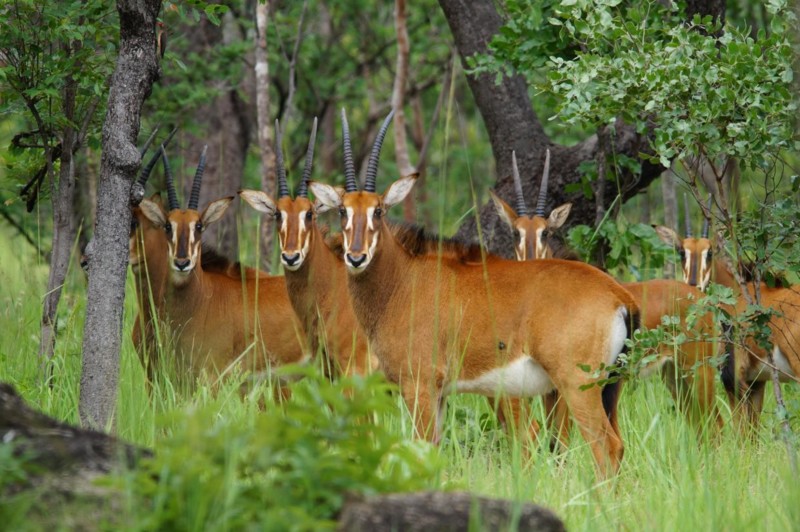 En flock sabelantiloper i Zambia