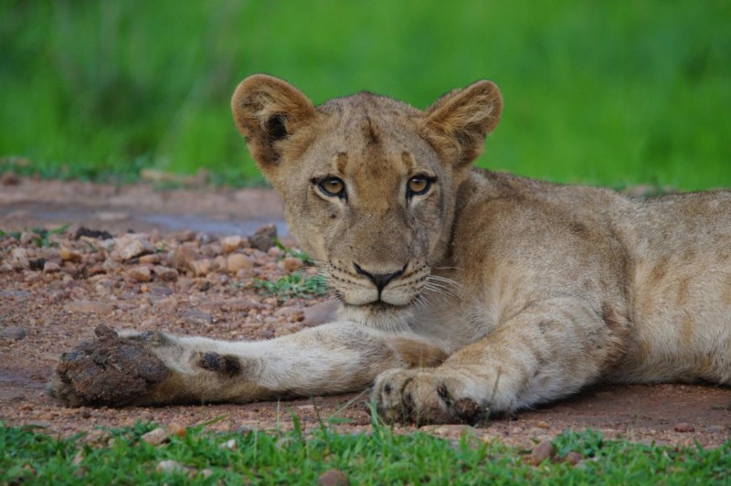 Lejonunge i Zambia