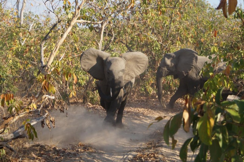Elefanter i Nyerere Nationalpark