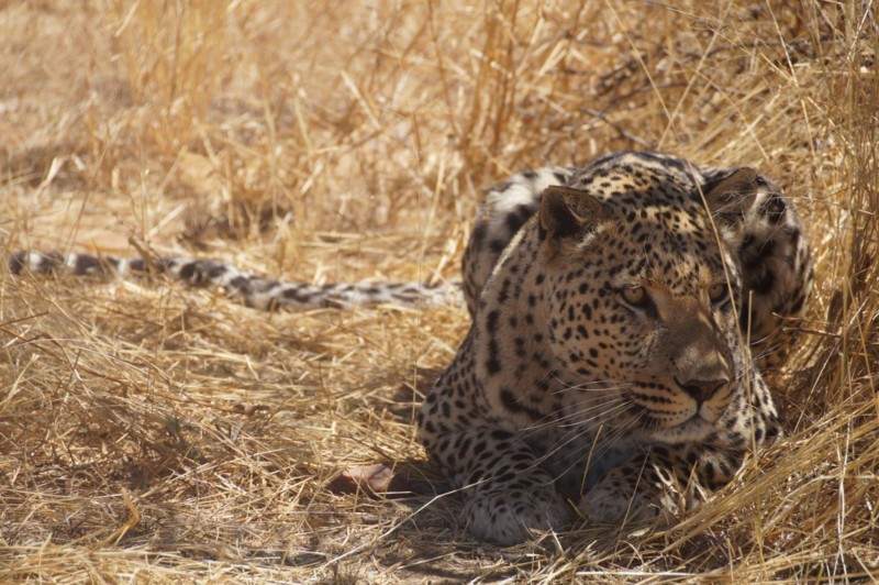 Leoparder p&aring; safari i Namibia; fantastiska djur som &auml;r ovanliga att f&aring; mer &auml;n en glimt av.