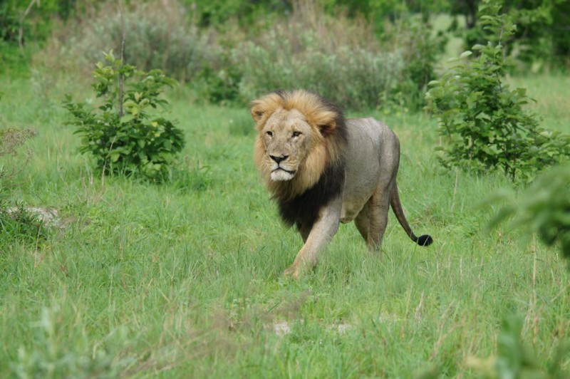 M&ouml;ten med lejonkungen i Botswana