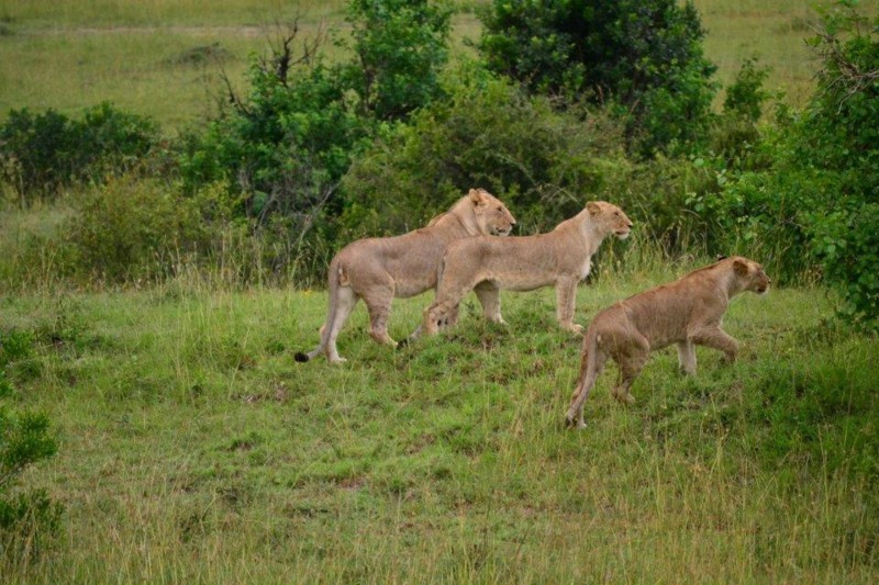 Lejon i Masai Mara