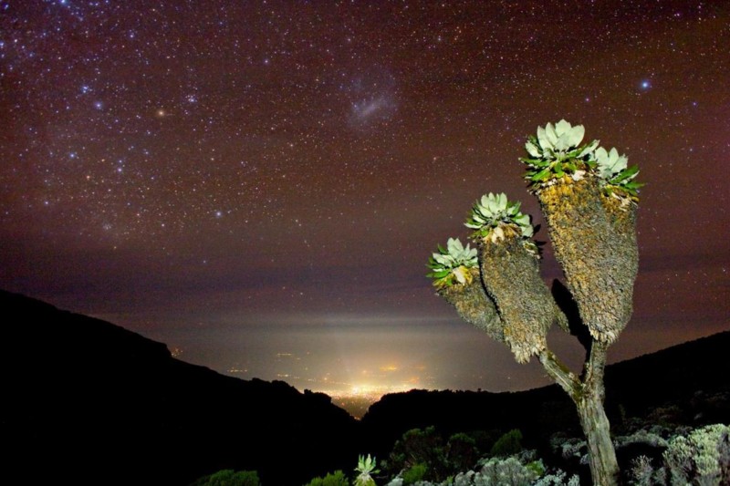 Stj&auml;rnklar himmel p&aring; Kilimanjaro