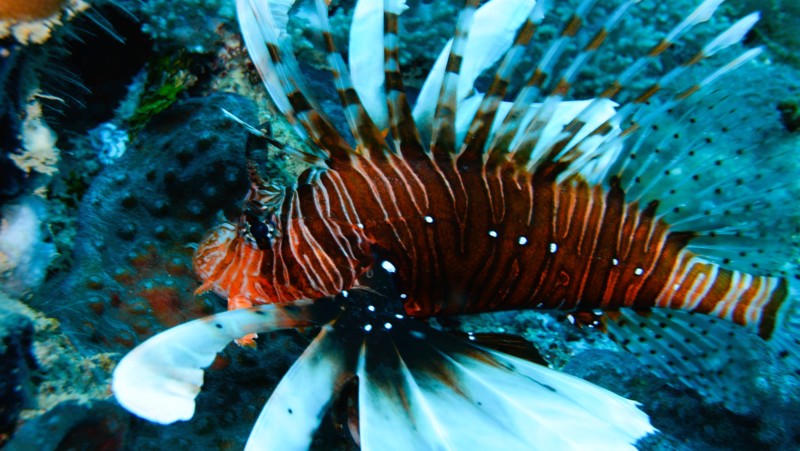 Korallrev i Zanzibar, boka snorkelutflykt p&aring; din resa